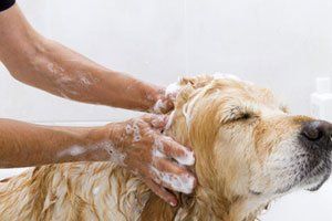 A dog taking a shower with soap and water;