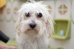 Portrait of a Maltese Dog