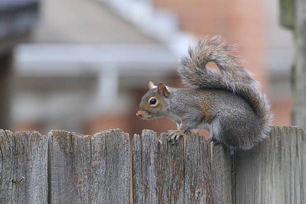 Squirrel Removal Service in Oswego, IL