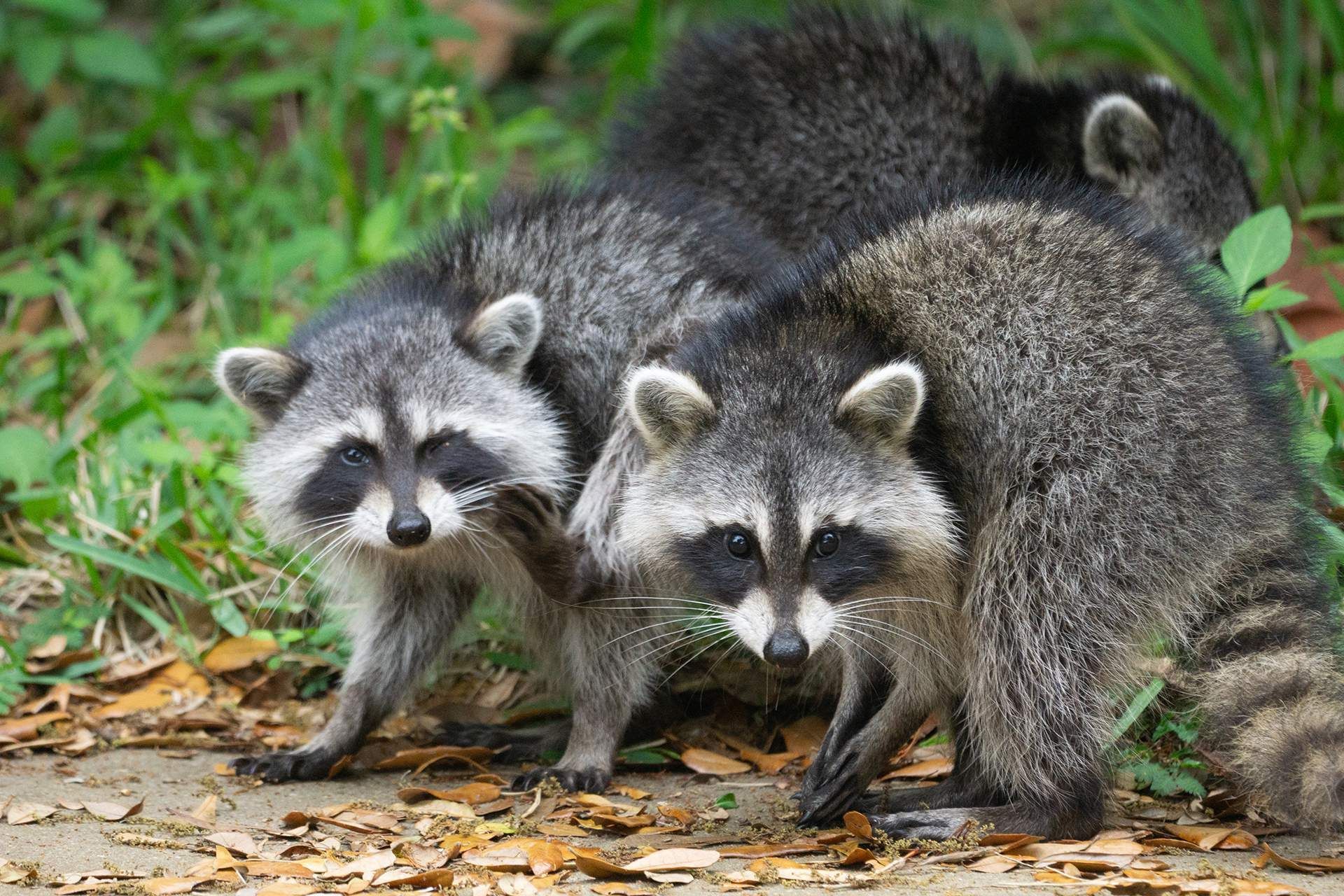 Raccoon Removal Service in Oswego, IL
