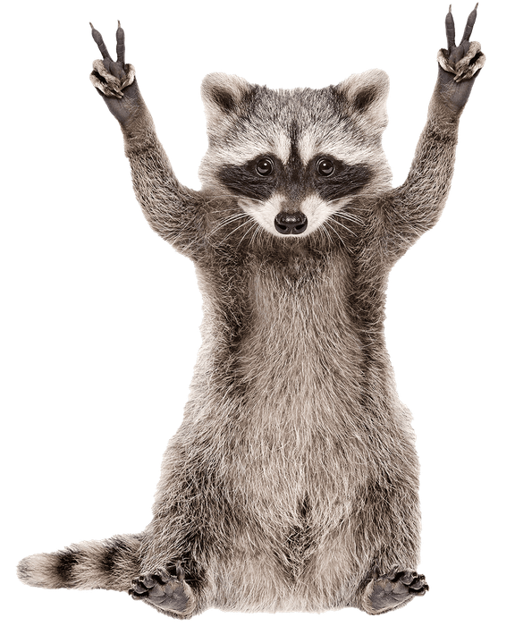 a raccoon with its paws in the air giving a peace sign