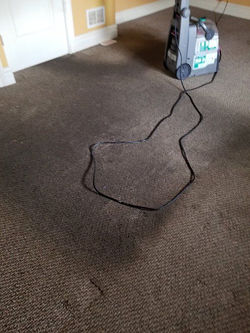 Mold On Carpet