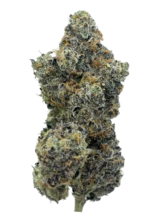 A cannabis bud with dark green and purple hues, covered in white trichomes.