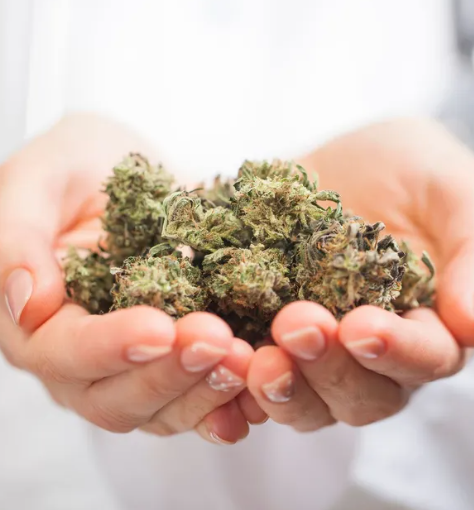 Hands holding a pile of green and brown cannabis buds.