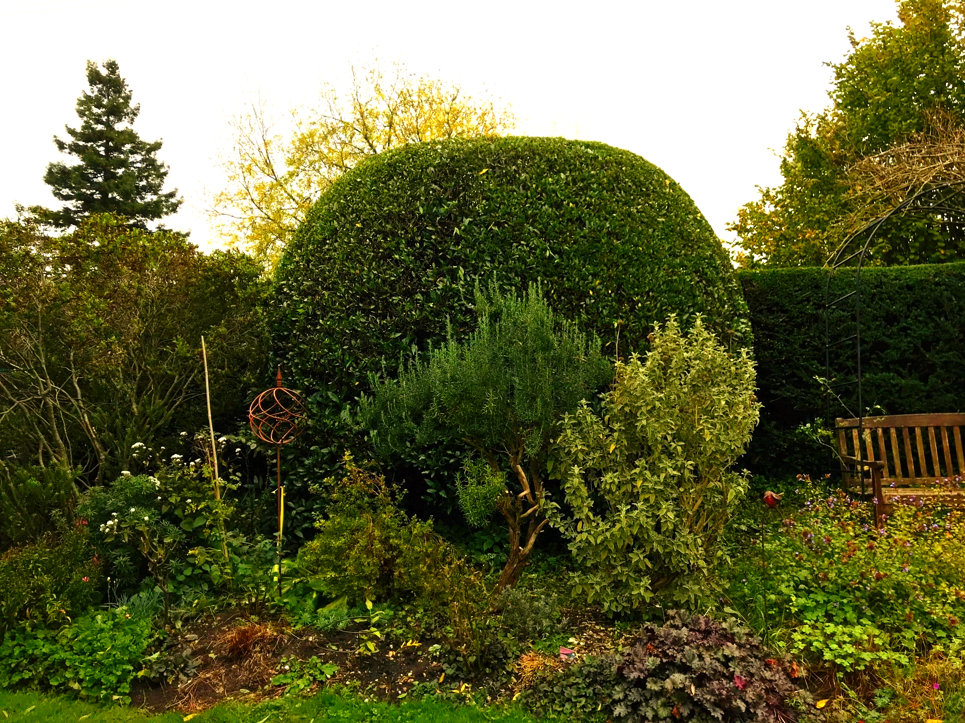 Hedge Trimming & Maintenance