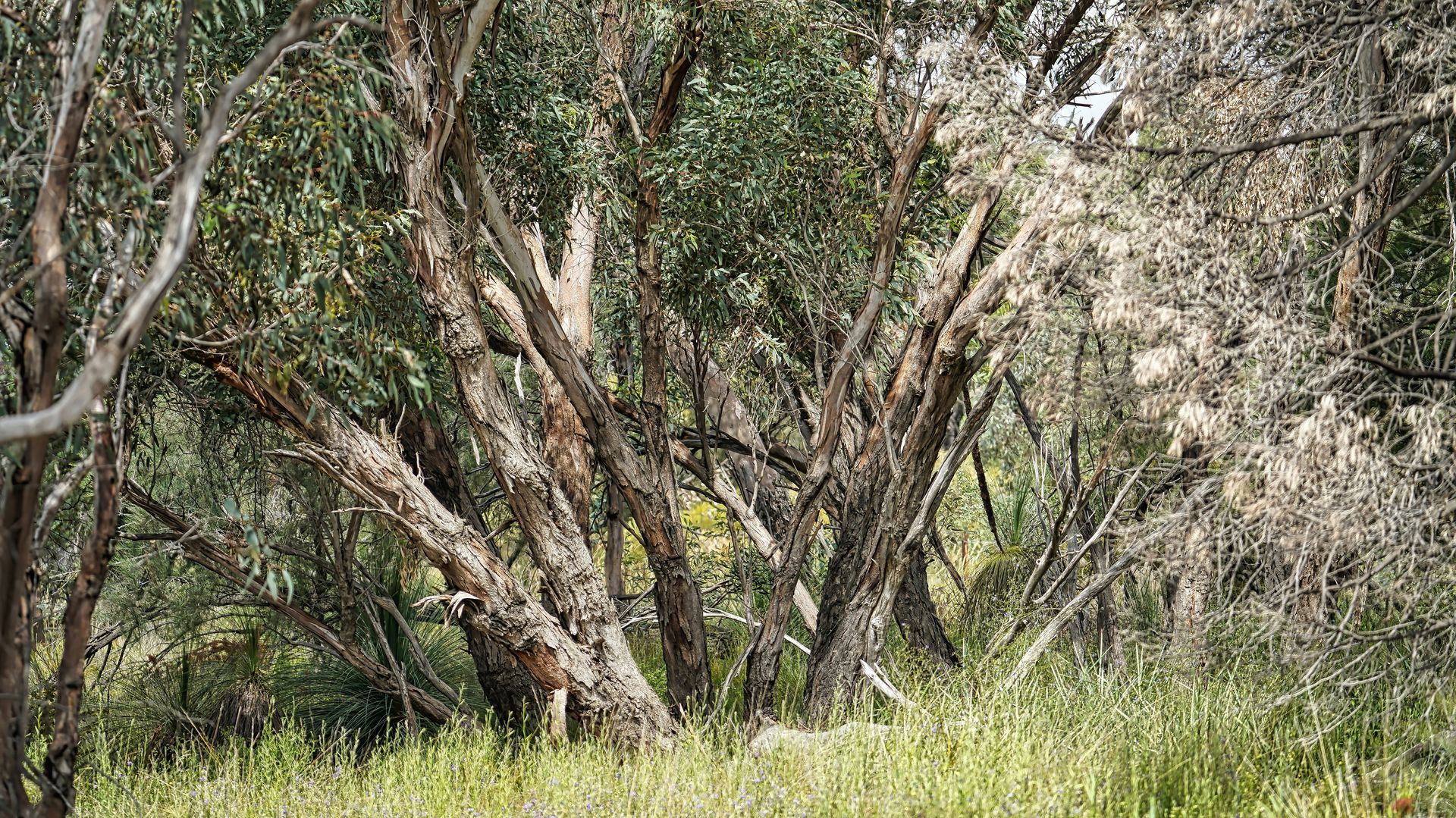 Dense Woodland With Tree Trunks, Green Grass, and Dry Branches — Robert Seeliger Painter & Decorator in Gilgandra, NSW
