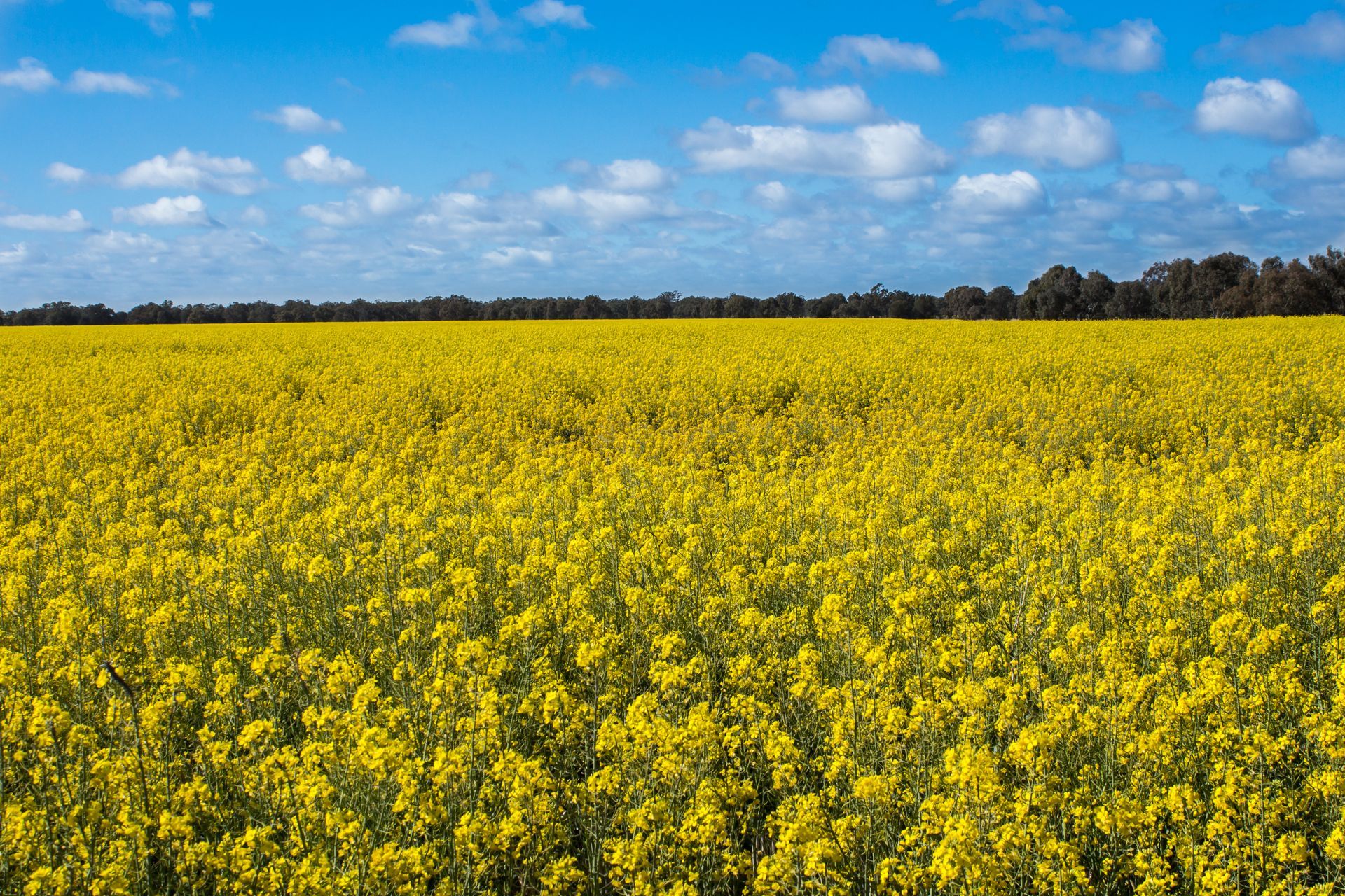 Wide Yellow Flower Field Under a Blue Sky With Scattered Clouds — Robert Seeliger Painter & Decorator in Narromine, NSW