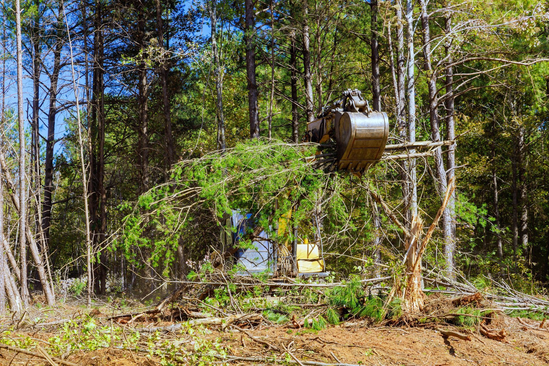 A bulldozer is cutting down trees in a forest.