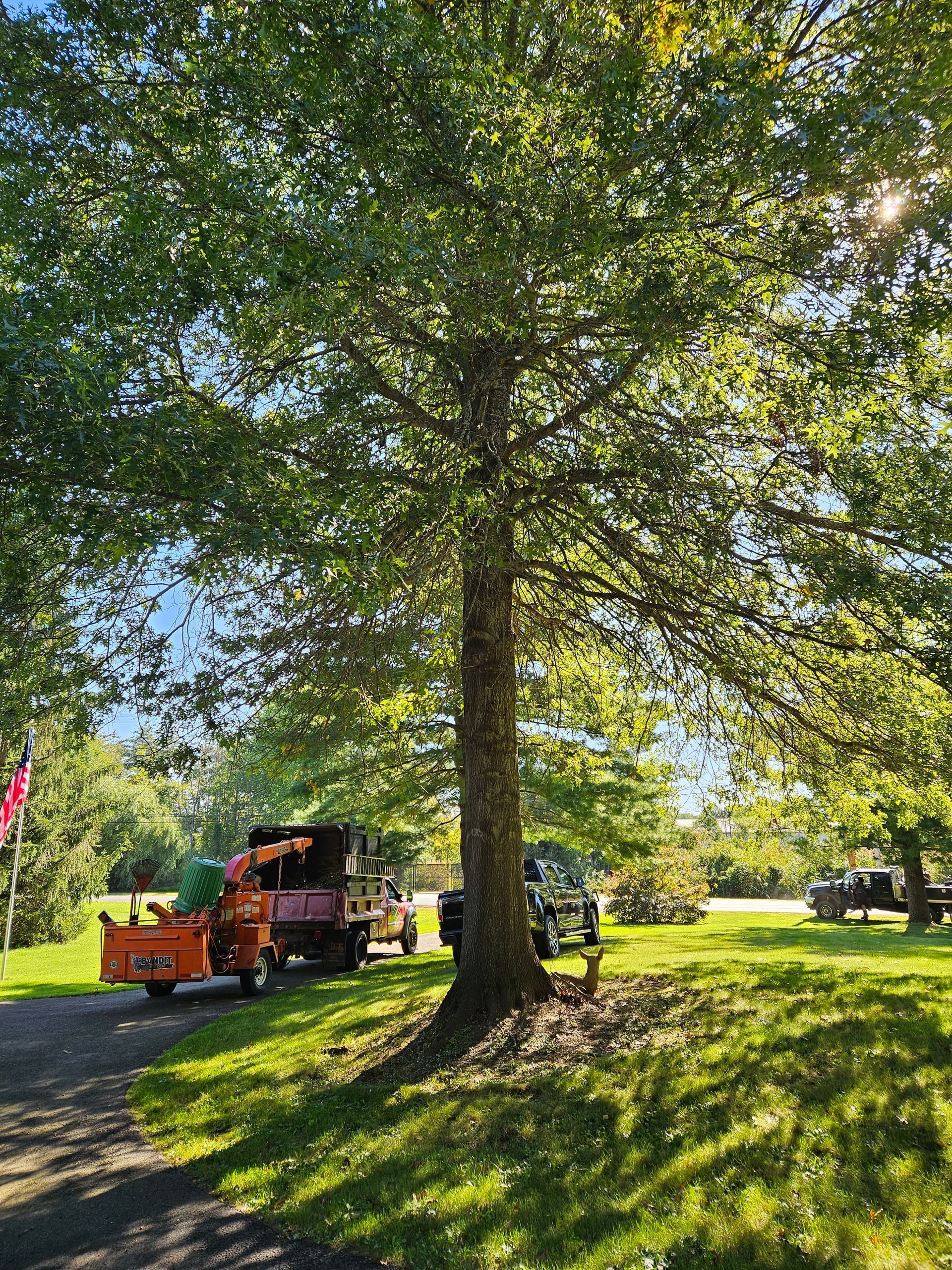 Professional tree inspection team with equipment in residential setting