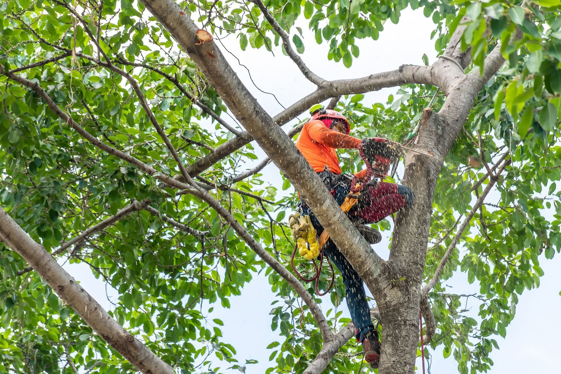 A man is cutting a tree with a chainsaw.
