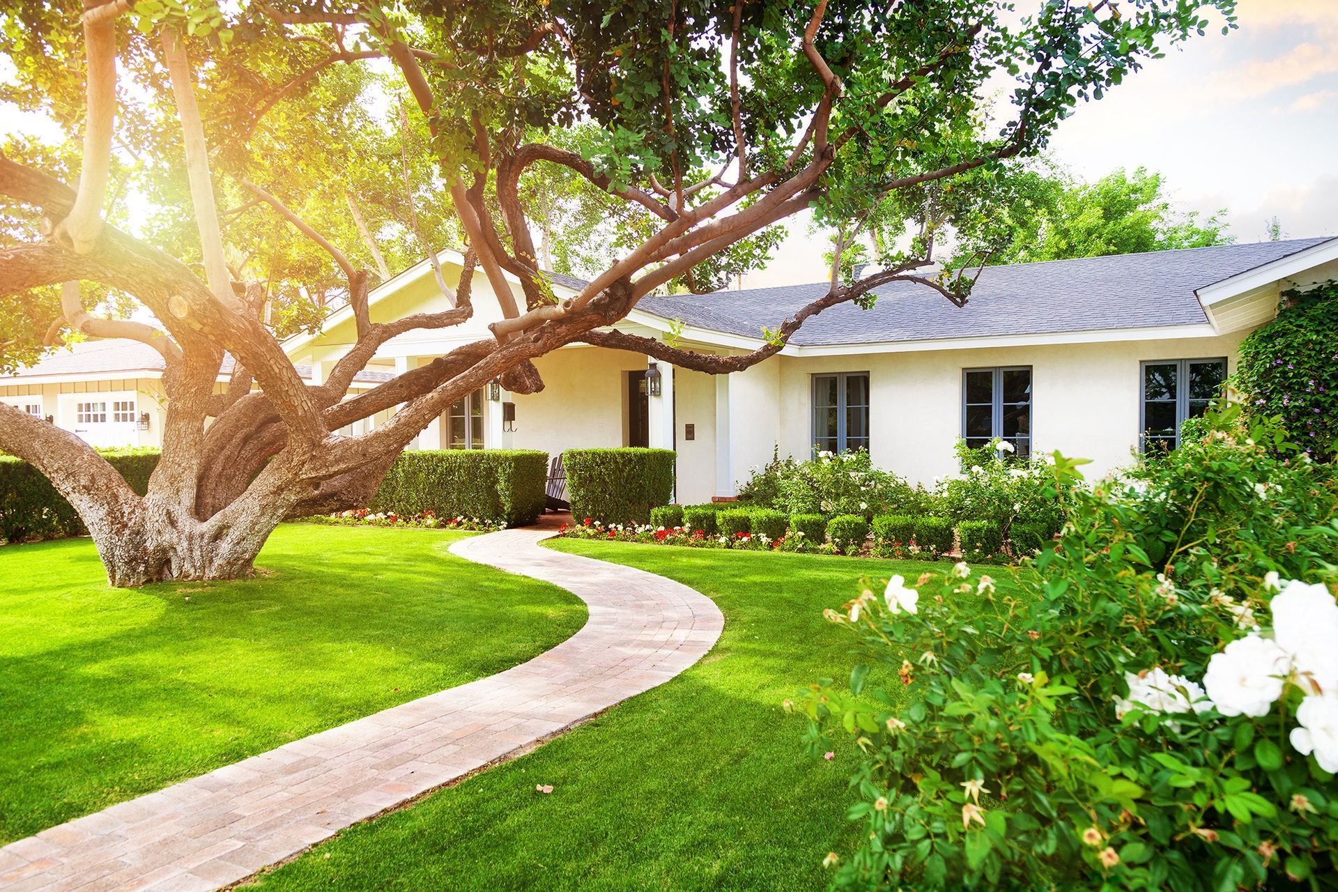 Lush green trees and plants in the front yard