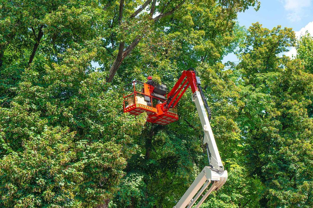 A man is cutting a tree with a crane.