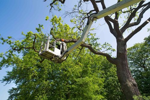 A man is cutting a tree with a crane.