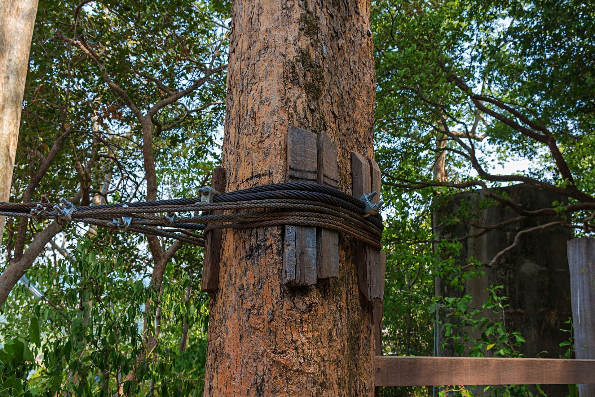 A tree with chains around it and a wooden fence in the background.