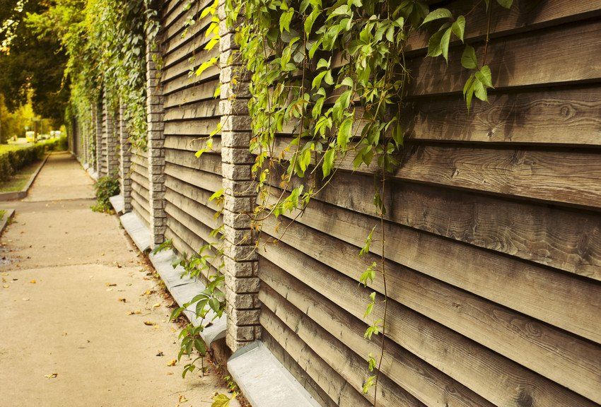 Sidewalk with ivy green lianas over the fence
