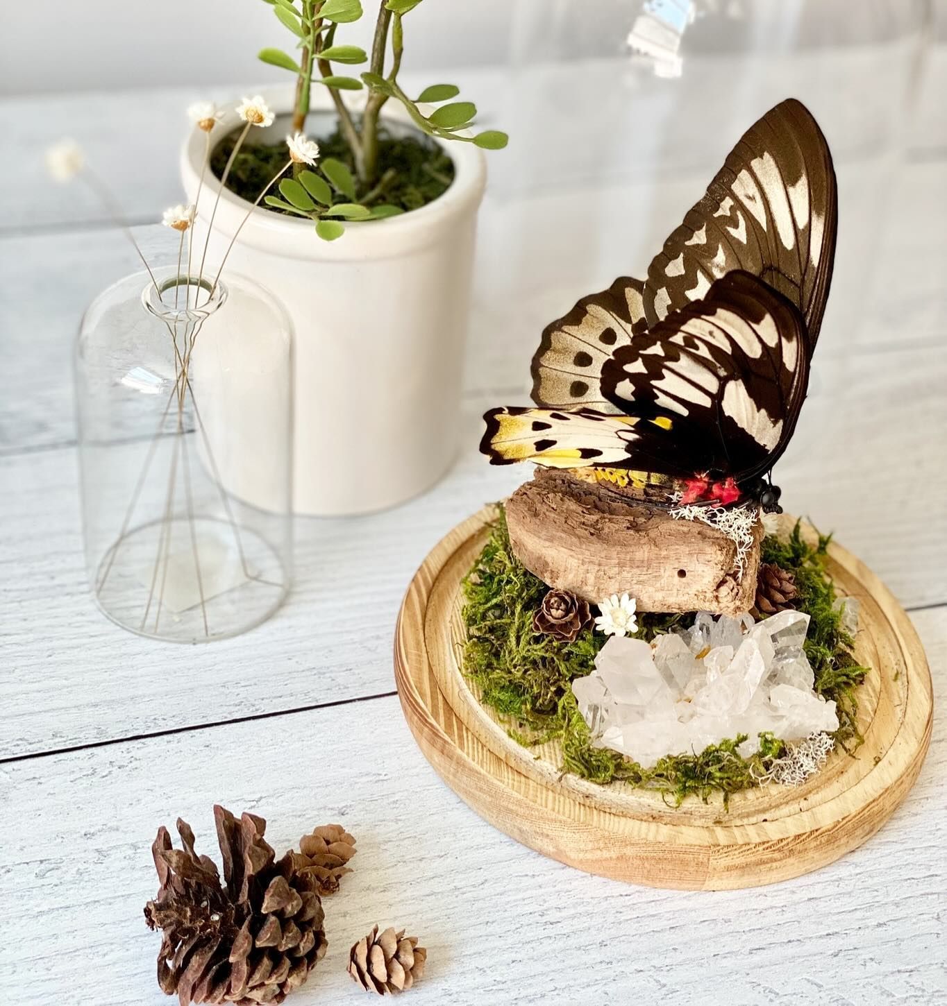 A butterfly is sitting on top of a rock on a table