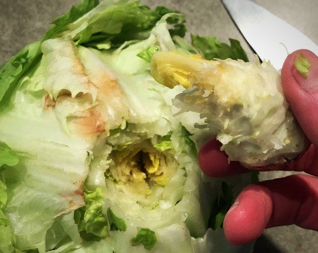 lettuce with core removed