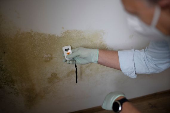 A man with a face mask measures the moisture level on a wall with mold in an apartment. A man with a face mask measures the moisture level on a wall with mold in an apartment.