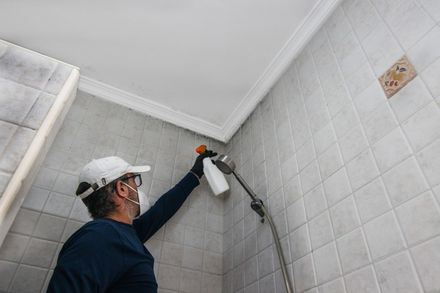 A man with latex gloves cleans mold from tiles and ceiling in a bathroom with a sprayer. A man with latex gloves cleans mold from tiles and ceiling in a bathroom with a sprayer.