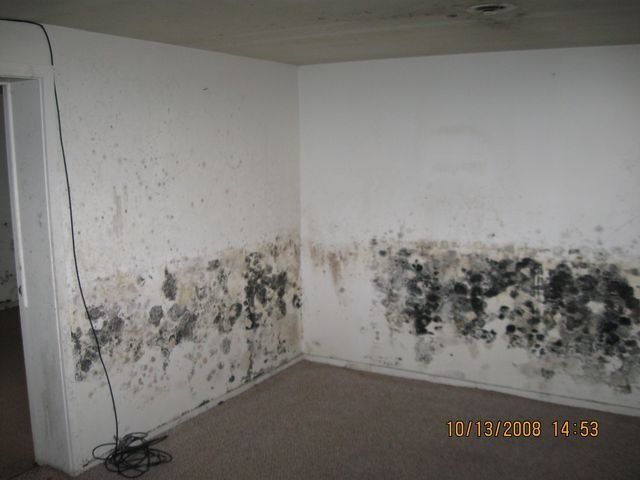 Molds On The Wall — Lincoln, NE — A1 Mold Testing & Remediation