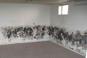 Moldy Wall — Lincoln, NE — A1 Mold Testing & Remediation Moldy Wall — Lincoln, NE — A1 Mold Testing & Remediation