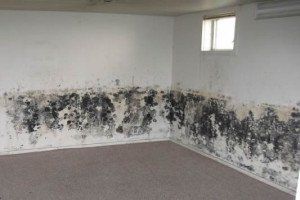 Mold Services Lincoln NE A1 Mold Testing Remediation