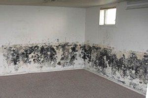 Moldy Wall — Lincoln, NE — A1 Mold Testing & Remediation