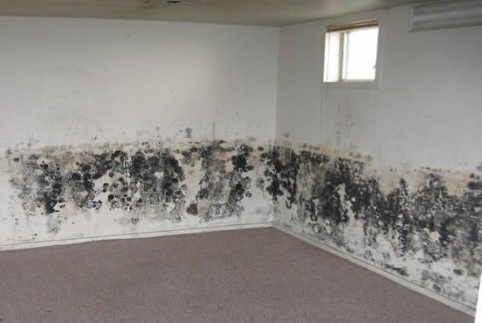 Room With Mold — Lincoln, NE — A1 Mold Testing & Remediation