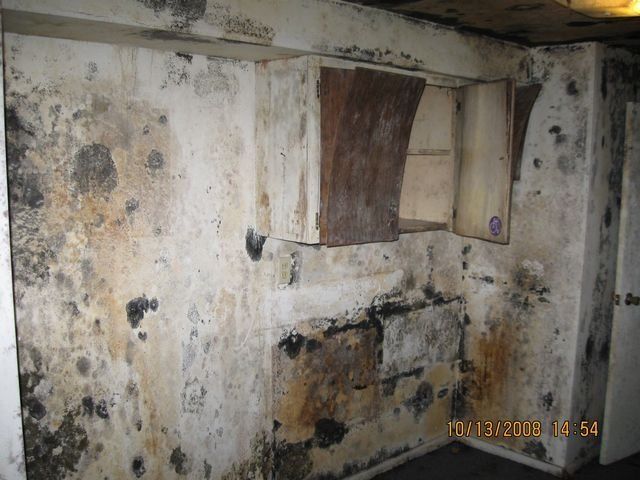 Wall With Lot Of Molds — Lincoln, NE — A1 Mold Testing & Remediation