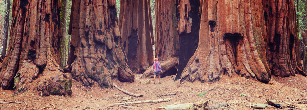 California Redwoods Ash Scattering