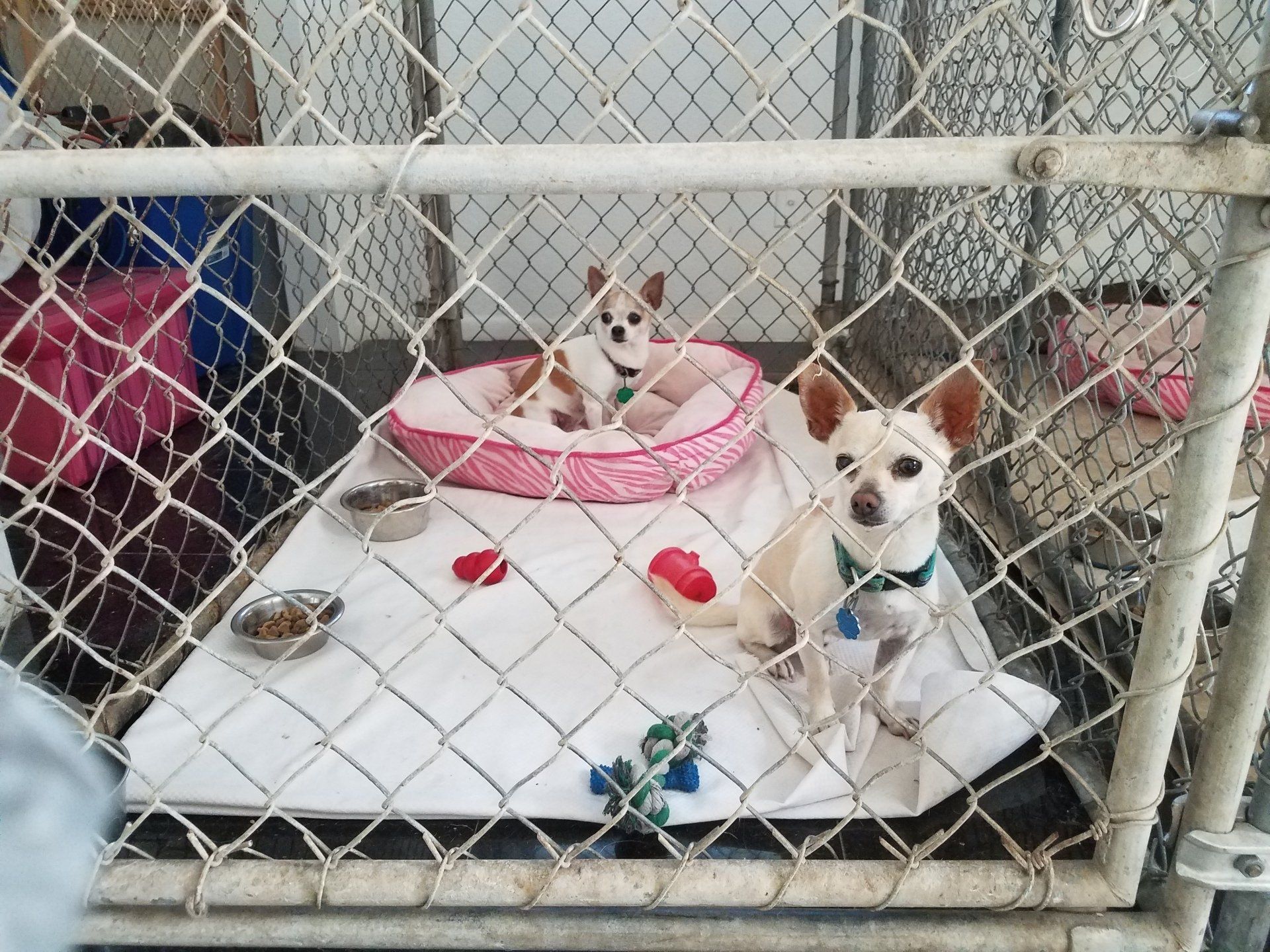 Dog Boarding Tampa, FL Groomingdales Bed & Biscuit