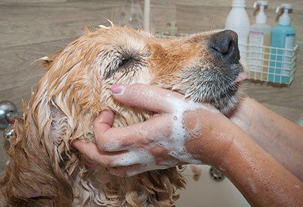 Cleaning Teeth - Pet Grooming Services in Tampa, FL