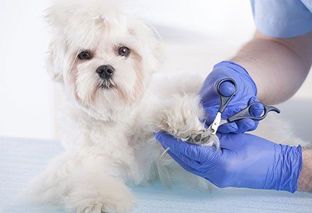 Nail Trimming - Pet Grooming Services in Tampa, FL