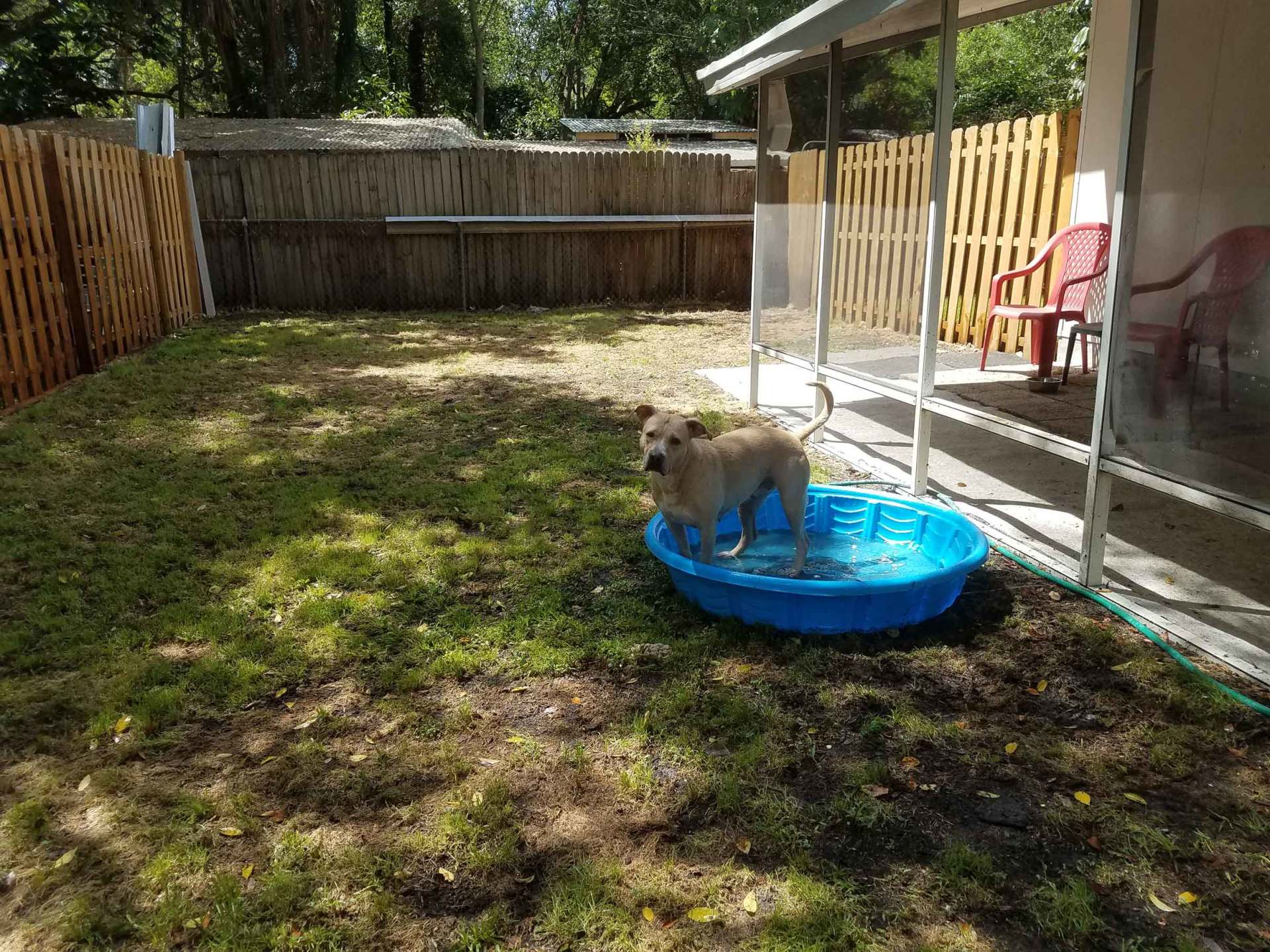 Dog bathing on a water tub — Pet Grooming Services in Tampa,, FL