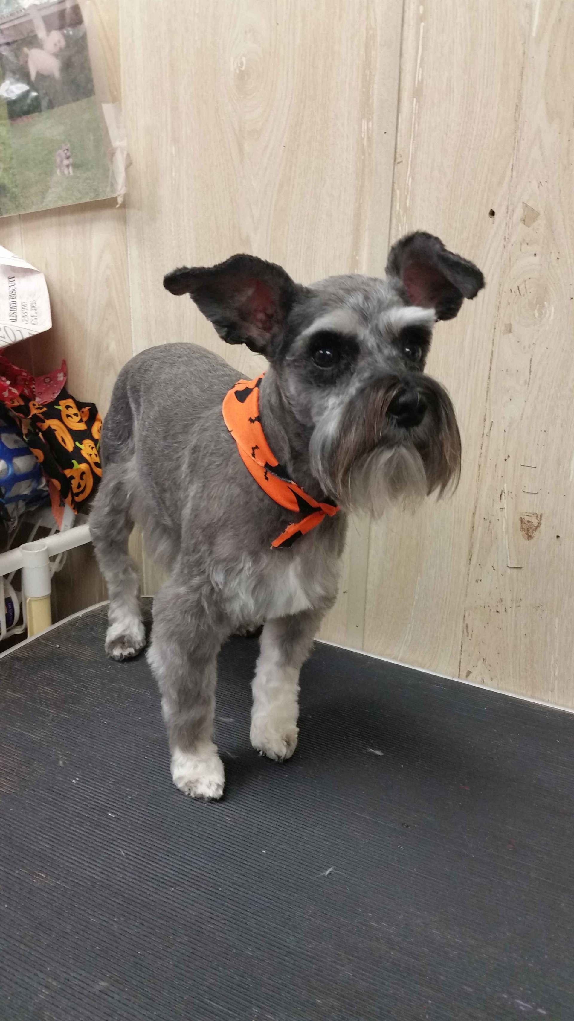 Dog with orange collar — Pet Grooming Services in Tampa,, FL