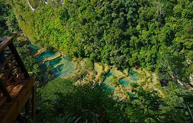 Una vista de un exuberante bosque verde desde un balcón.