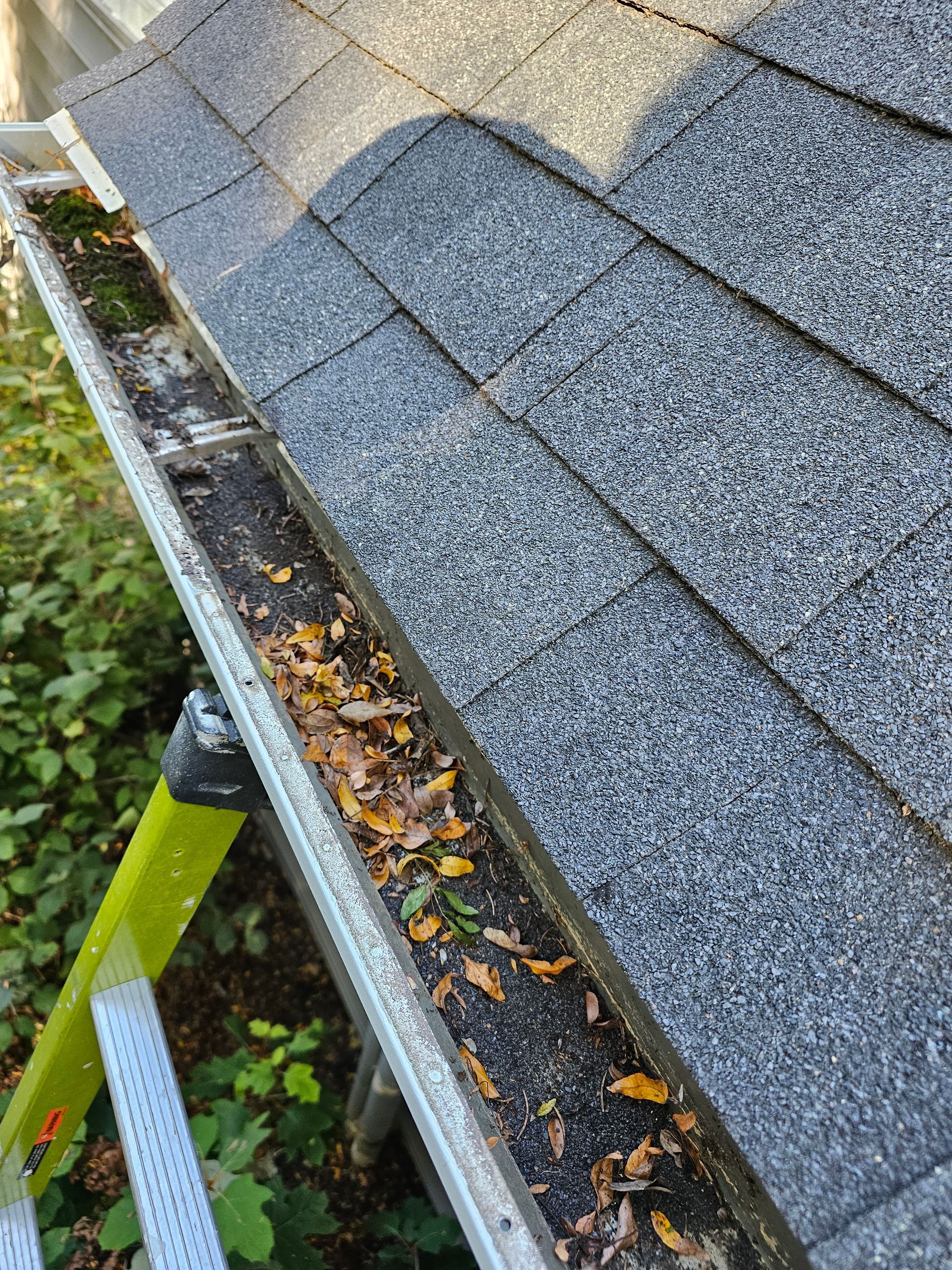 Gutter filled with leaves and debris sits alongside an asphalt shingled roof. A green ladder supports the gutter.