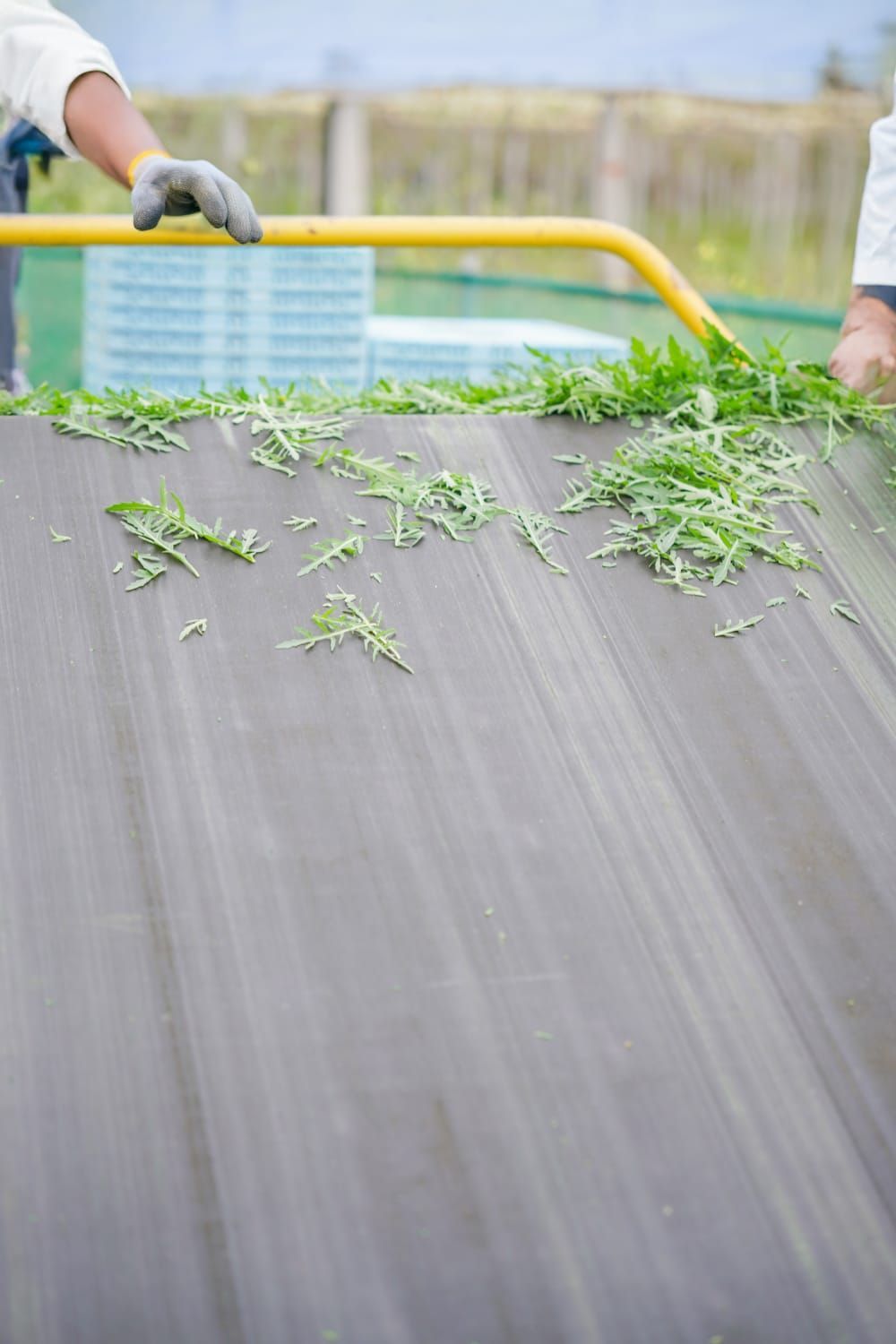 Ortaggi al supermercato