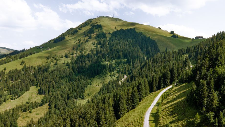 An aerial view of a road going up a mountain surrounded by trees.