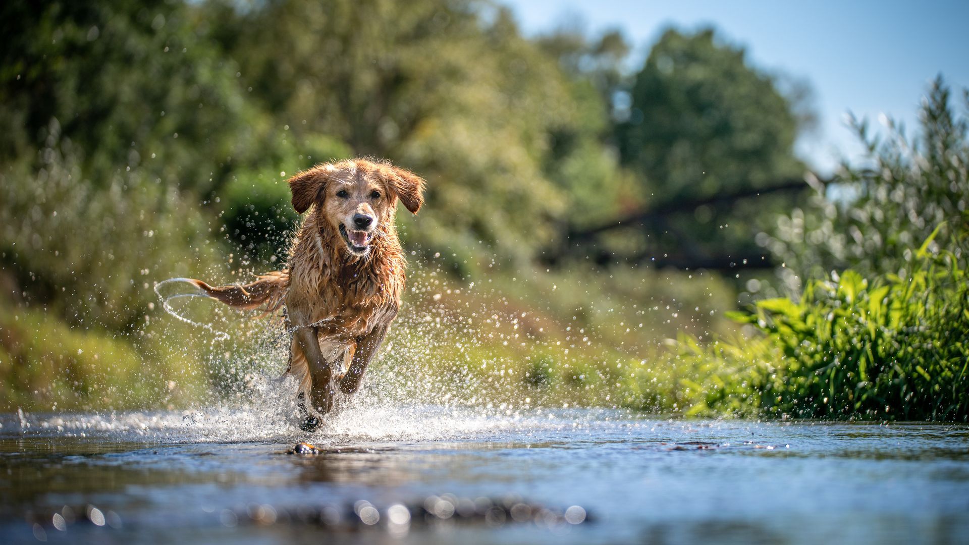 A dog is running through a river on a sunny day.