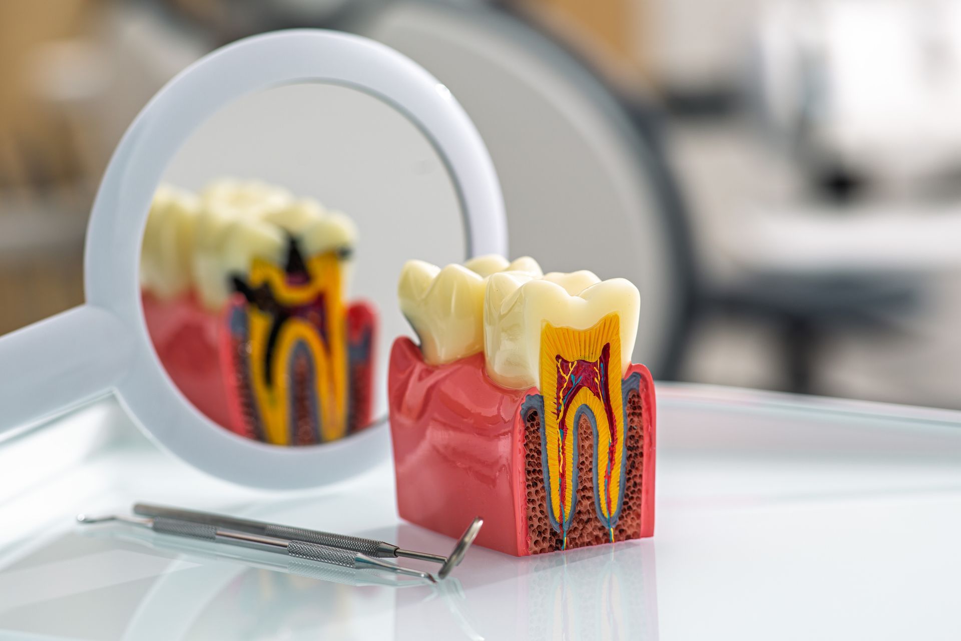 Dental model with a tooth cross-section beside a magnifying mirror on a white surface