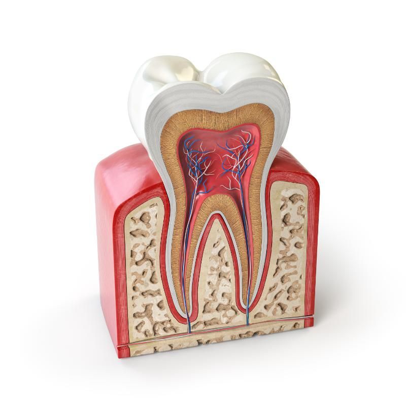 A model of a tooth showing the inside of a tooth.