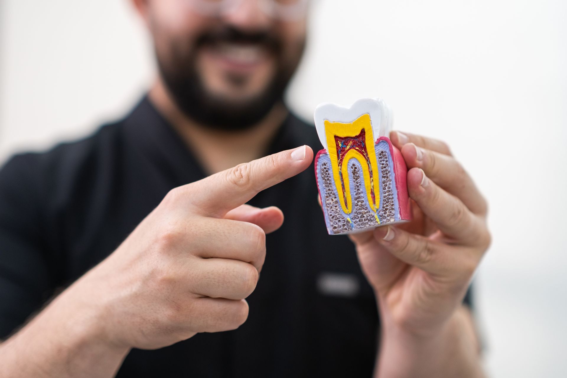 Person pointing at a dental model showing a tooth cross-section with yellow and purple layers.