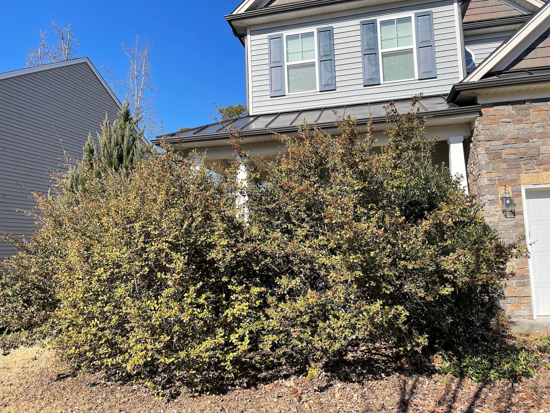 Before Photo of Bush Trimming