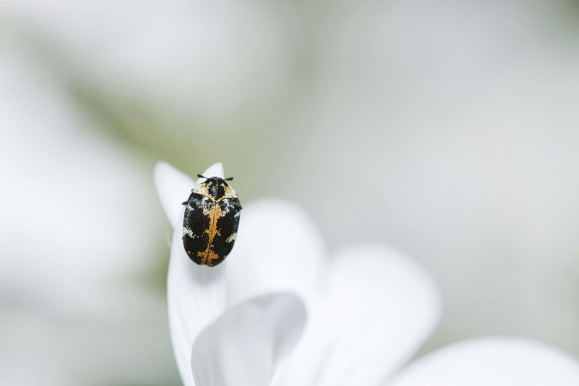 Een zwart en geel lieveheersbeestje zit op een witte bloem.
