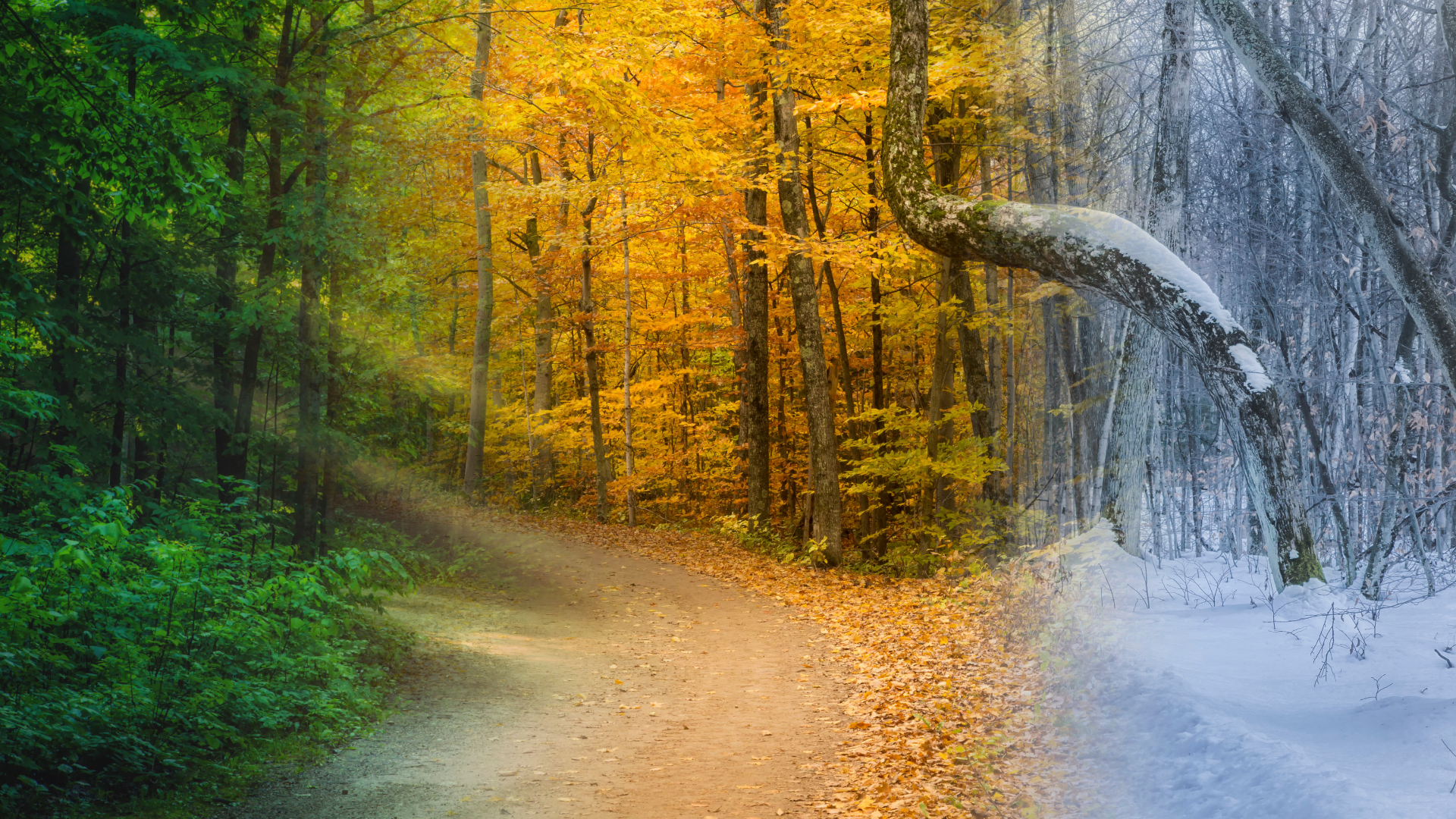 Forest path transitions through seasons: green, gold, and snowy white.