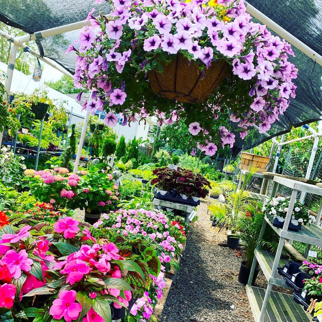 A row of potted plants on a shelf in a greenhouse.