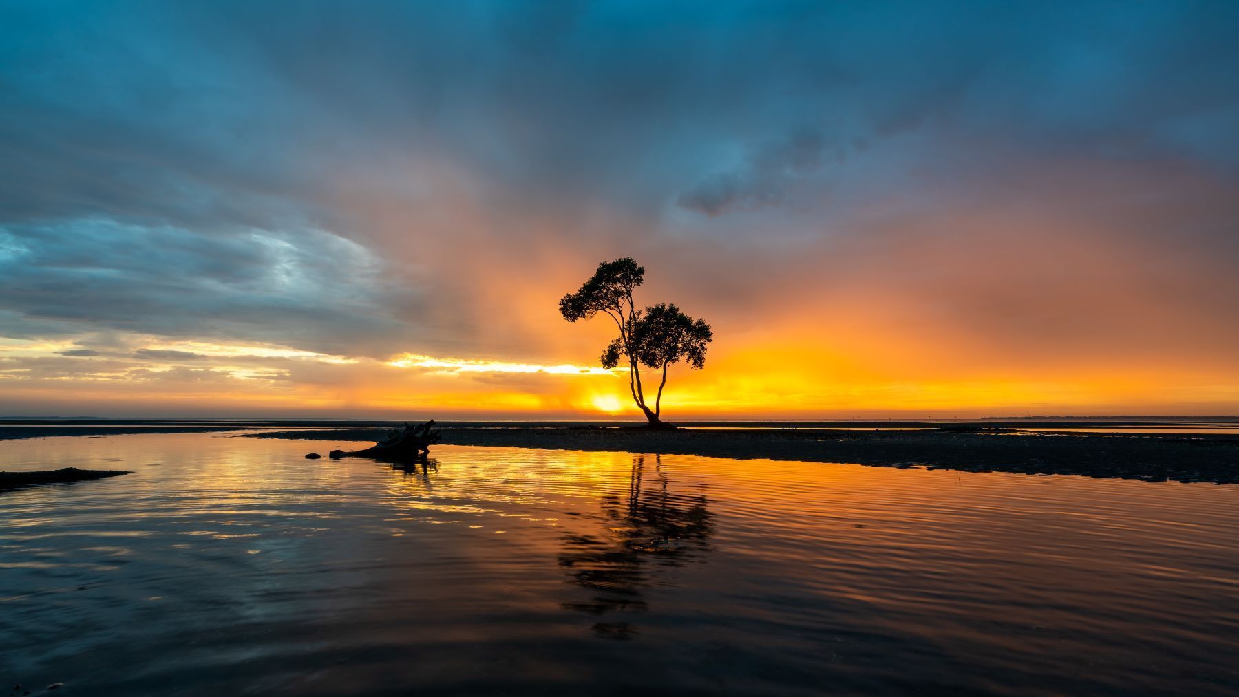 A Tree is Standing in the Middle of a Body of Water at Sunset — Newcastle Paediatric Occupational Therapy in Belmont, NSW