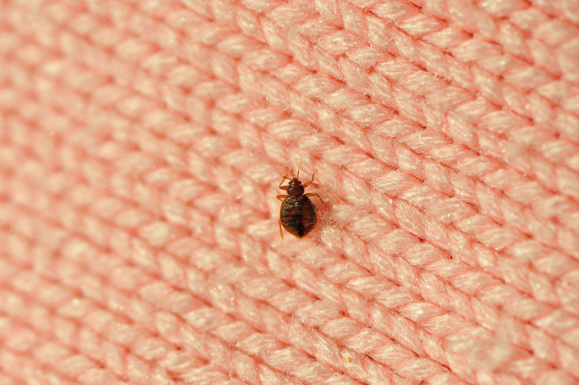 Bed Bug Pest — Florida Keys, FL — Williams Pest Control