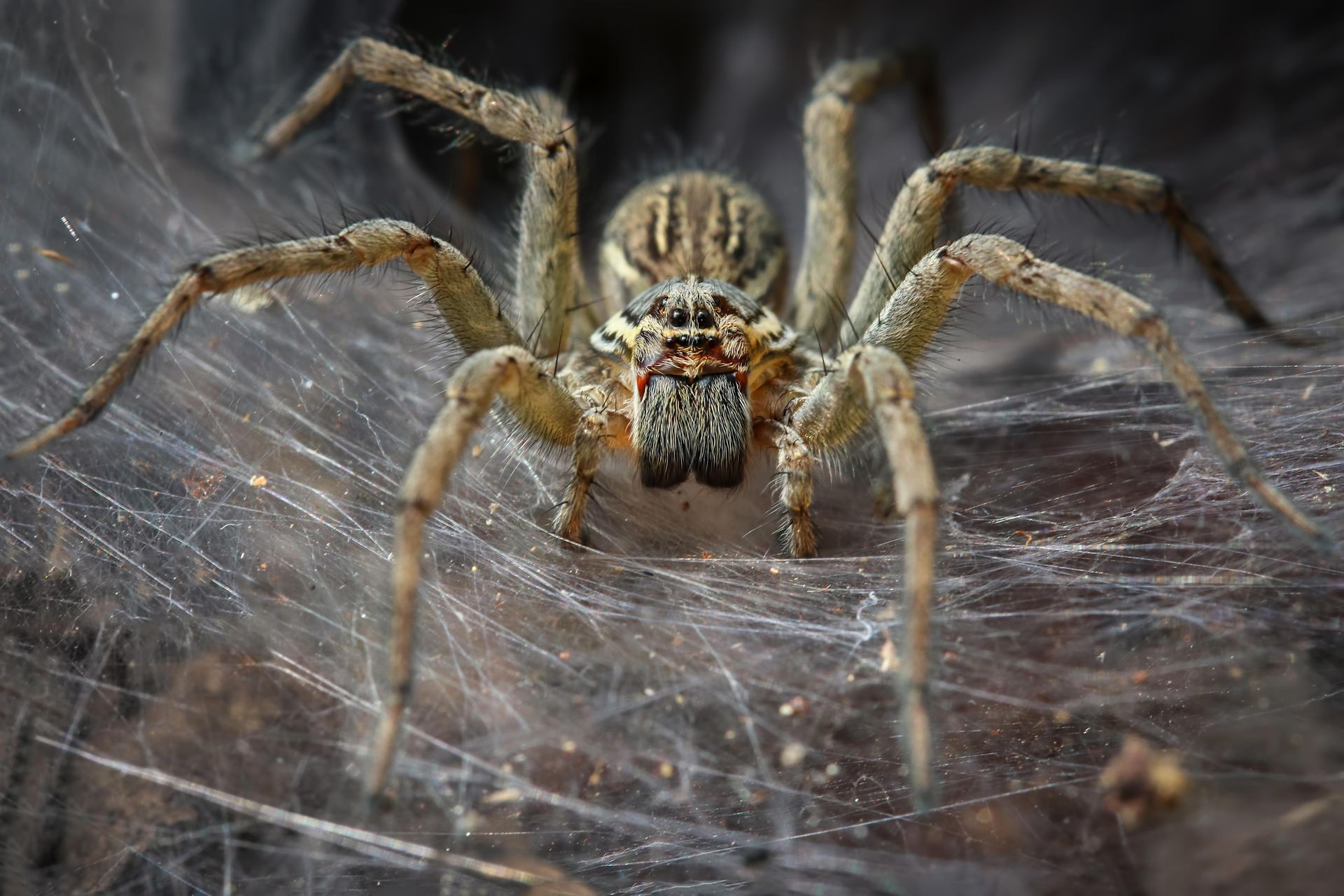 Spiders Conteol — Florida Keys, FL — Williams Pest Control